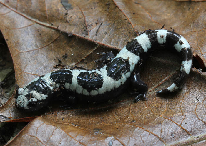 Marbled Salamander